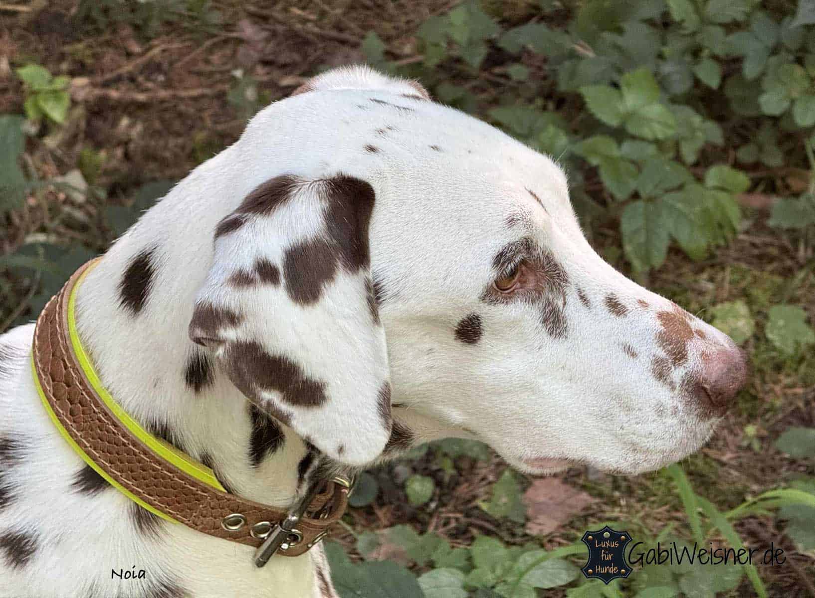 Dalmatiner mit Hundehalsband aus Leder hellbraun und Neon-gelb