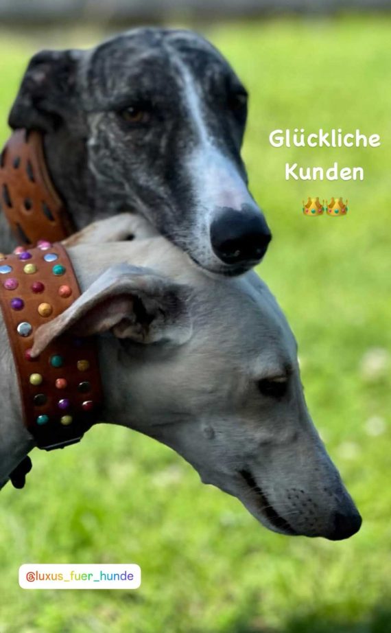 Hundehalsband 5 cm breit. Galgo, Windhund, glückliche Kunden.