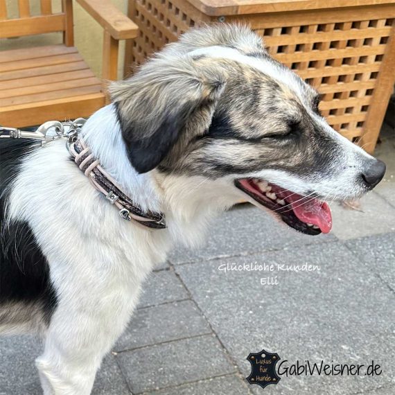 Luxus Hundehalsband SET aus Leder in Carbon + Schlangen-Echsenlederprägung
