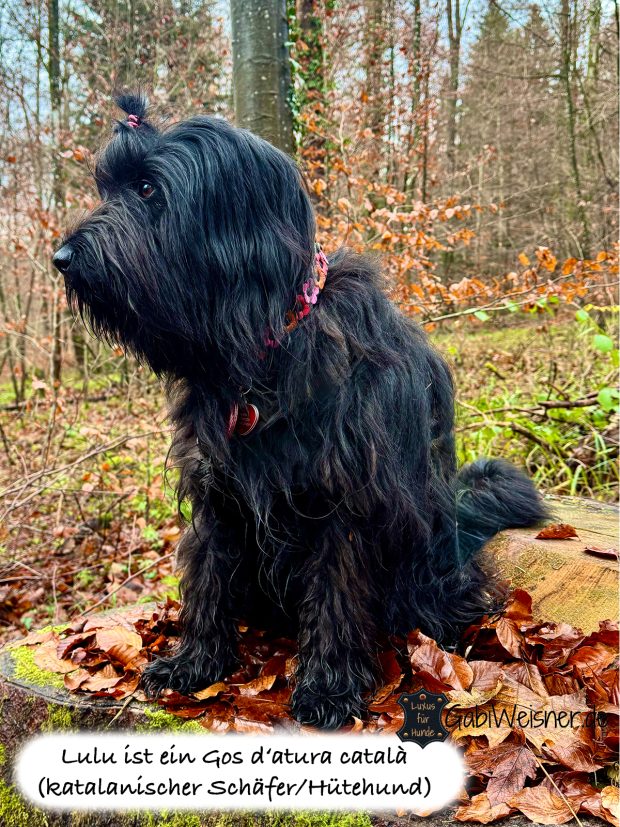 Lulu ist ein Gos d‘atura català (katalanischer Schäfer/Hütehund)
