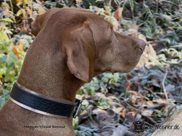 Magyar Vizsla Bonnie mit Hundehalsband aus Leder