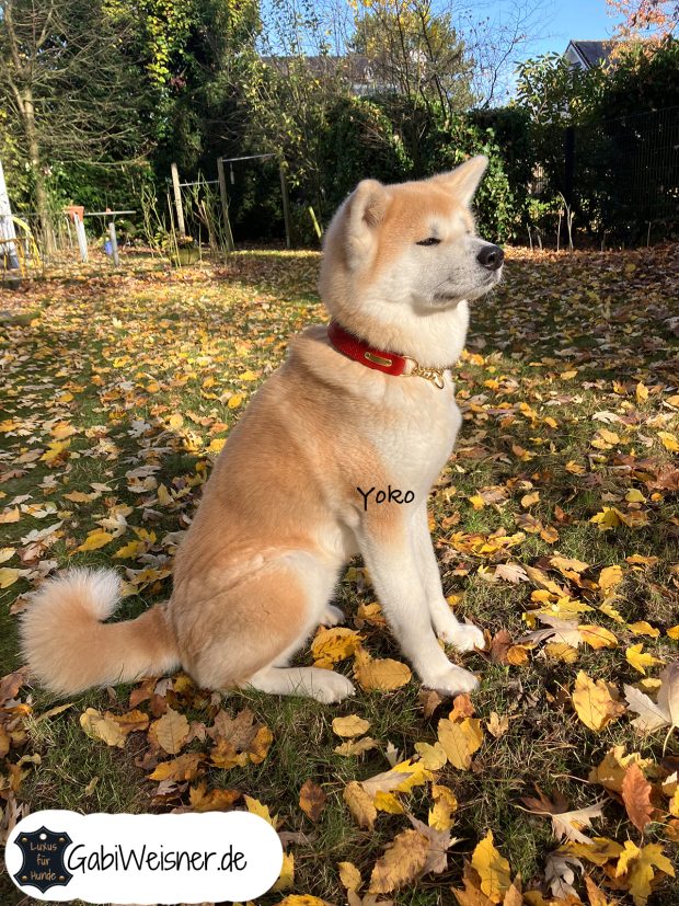 Zugstopp Hundehalsband mit Schlangenprägung, individuelle Farben