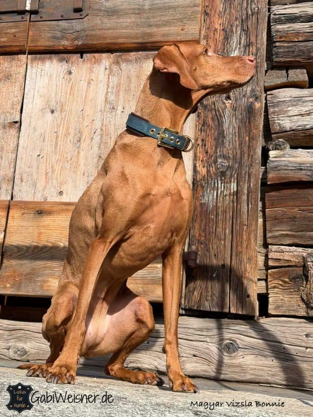 Hundehalsband aus Leder mit 2 Farben individuell gestalten
