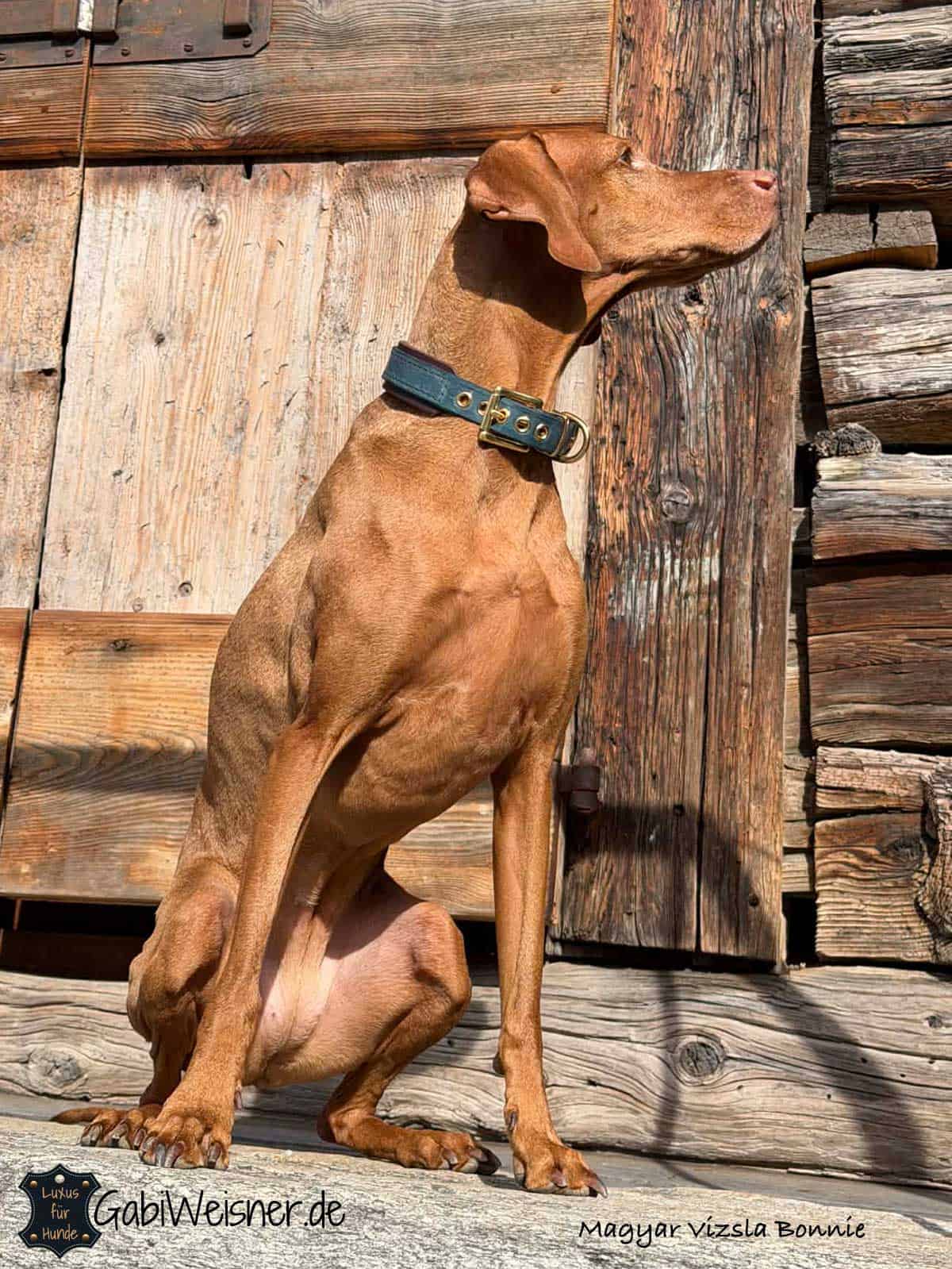 Hundehalsband aus Leder mit 2 Farben individuell gestalten