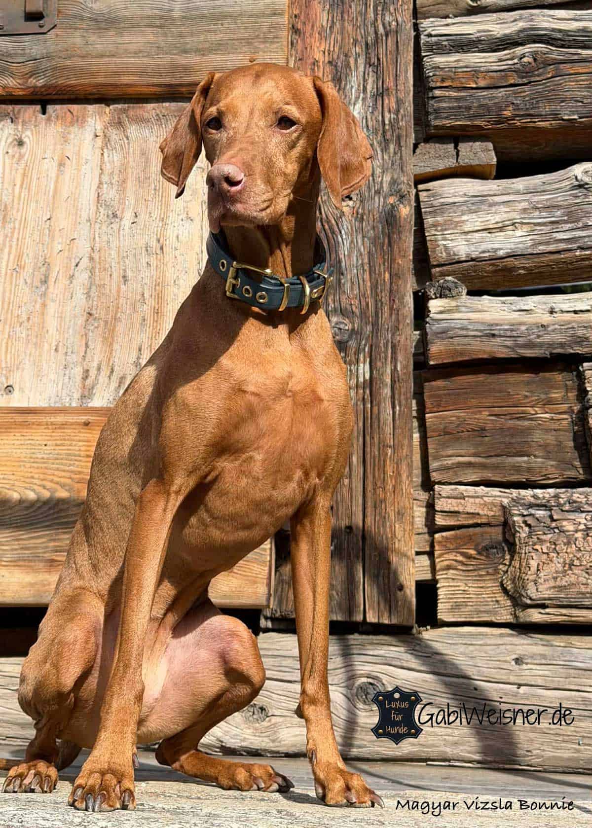 Hundehalsband aus Leder mit 2 Farben individuell gestalten