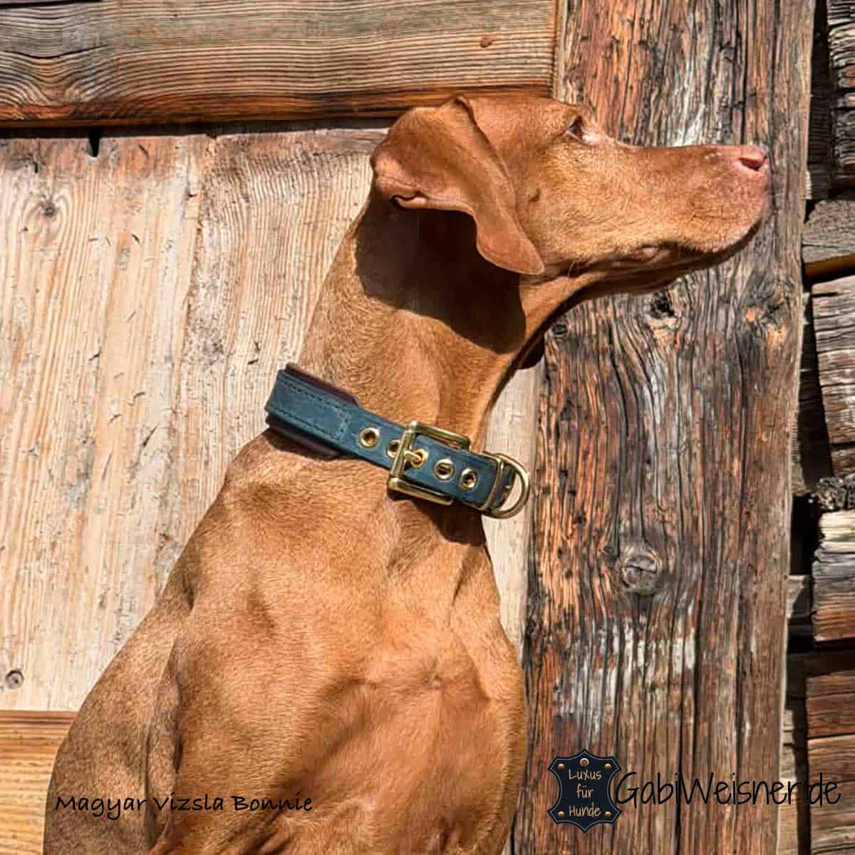 Hundehalsband aus Leder mit 2 Farben individuell gestalten