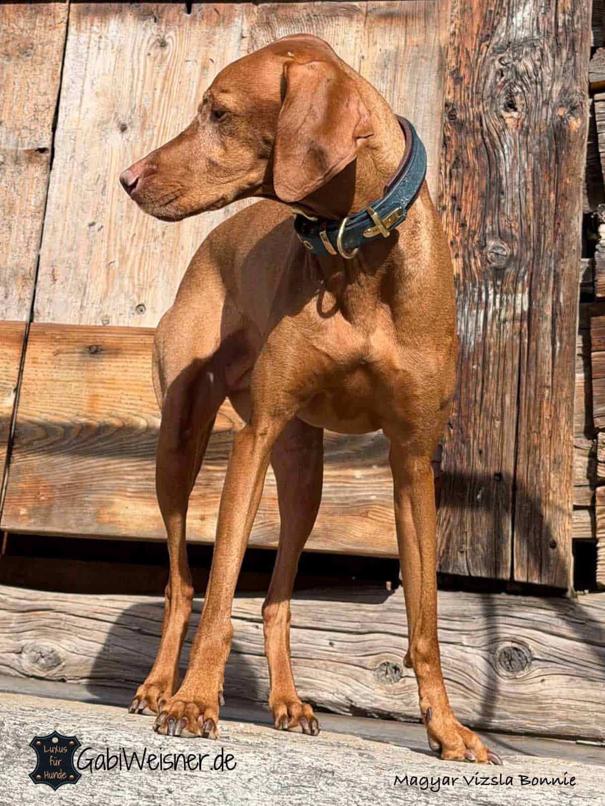Hundehalsband aus Leder mit 2 Farben individuell gestalten