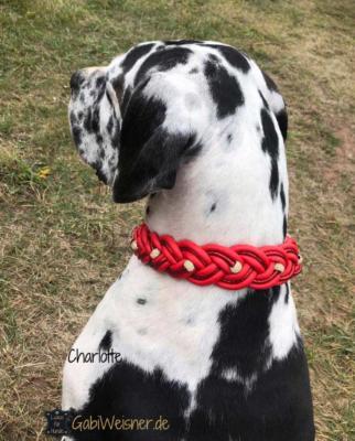 Hundehalsband-weihnachtlich-in-Rot-mit-Strass-und-Gold-Dogge-2