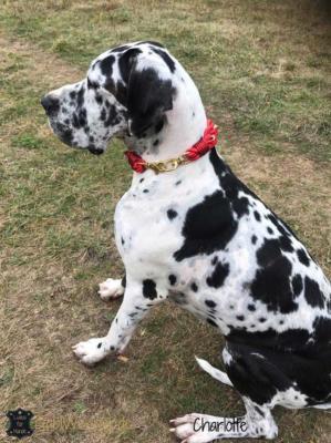 Hundehalsband-weihnachtlich-in-Rot-mit-Strass-und-Gold-Dogge-3