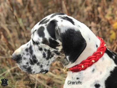 Hundehalsband weihnachtlich in Rot mit Strass und Gold-Dogge-1