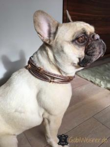 Hundehalsband mit Ohrtunnel in Rosegold
