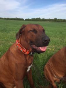 Hundehalsband Leder 5 cm breit Rhodesian Ridgeback schwarz tuerkis