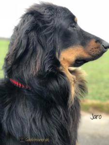 Hundehalsband Leder mit Zugstopp