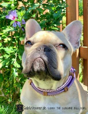 Luxus Hundehalsband