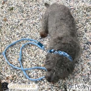 Hundehalsband mit Strass und Leine im SET