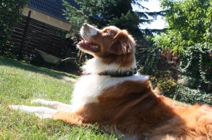 4cm-Hundehalsband-Leder-im-Set-braun-mit-Türkisen-4