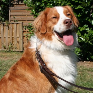 4cm-Hundehalsband-Leder-im-Set-braun-mit-Türkisen-5
