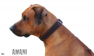 AMANI-600
