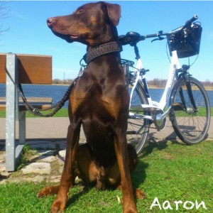 Aaron-1