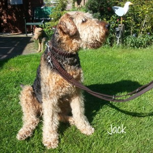 Airedale-Terrier-Jack-1