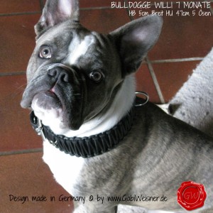 BULLDOGGE-WILLI-7-MONATE-HB-5cm-Breit-HU-47cm-5-Ösen-3