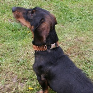 Balu-Hundehalsband-natur-Koeln-Lederarmband-unikate-1