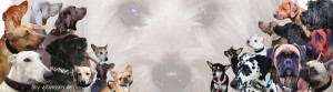 Banner-Hunde-3