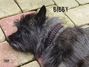 Bibby_aus_Bad_Driburg_-
