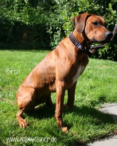 Birco