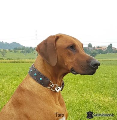 Breites-Hundehalsband-aus-Leder,-45-mm-breit,-einmal-verstellbar-Taro