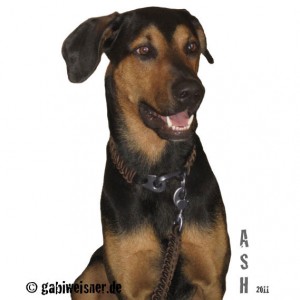 Brummelhaken-Hundehalsband-Leder-Ash-1
