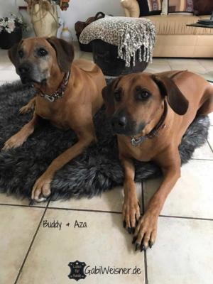 Buddy--Aza-3 (1)