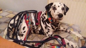 Bunter Hund mal anders 