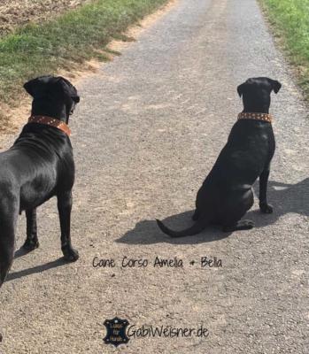 Cane-Corso-Amelia--Bella