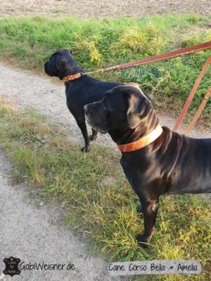 Cane-Corso-Bella--Amelia