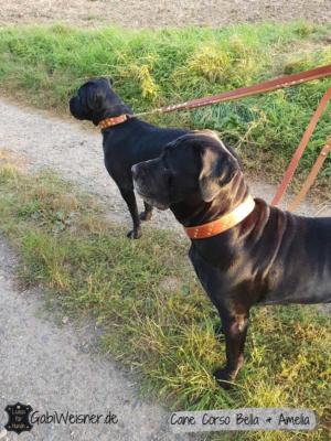 Cane-Corso-Bella--Amelia (1)