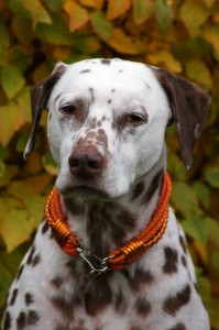 Cara Orange        