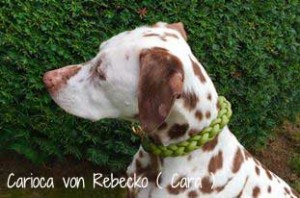 Carioca-von-Rebecko-(-Cara-)-Hundehalsband-Kaktus     
