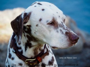 Carioca-von-Rebecko-(Cara) (1)