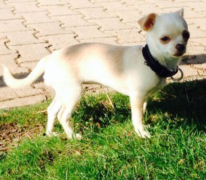 Chihuahua-1