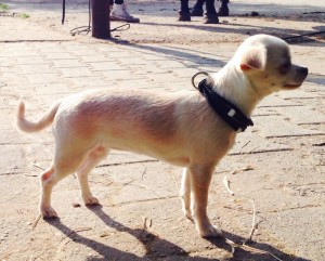 Chihuahua-3