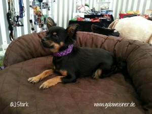 Chihuahua-33