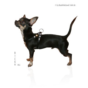 Chihuahua-Hundegeschirr-Leder