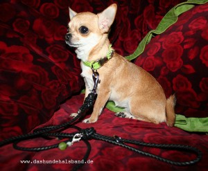 Chihuahua