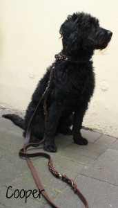 Cooper-2