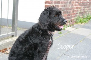 Cooper-4   
