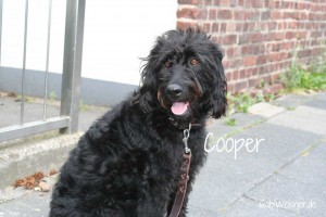 Cooper-5   