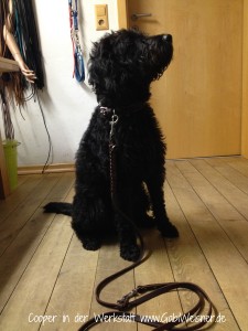 Cooper-in-der-Werkstatt-www.gabiweisner.de