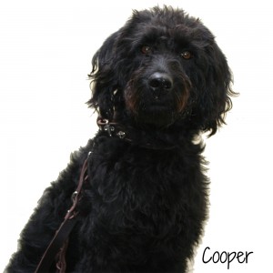 Cooper