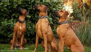 DODG-COLLAR-MADE-WITH-SWAROVSKI-ELEMENTS-5